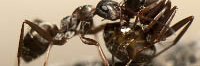 Deux fourmis du genre Formica prennent part à un port social, où une fourmi en porte une autre pour lui apprendre une nouvelle localisation.