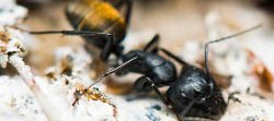 Une fourmi noire à abdomen doré d'Australie, du genre Camponotus.