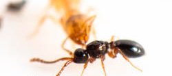 Une petit guêpe noire parasite de fourmis est vue de profil en gros plan devant une petite fourmi jaune orange de l'espèce Solenopsis fugax.