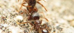 Une fourmi ouvrière du genre Tetramorium transporte une autre ouvrière morte hors de la fourmilière.