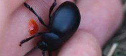 Insecte coléoptère crache sang, aussi appelé Timarque ou Timarcha, de couleur noir avec un liquide rouge oramge ressemblant à du sang.