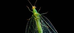 Photographie macro sur fond noir d'un insecte neuroptère, une chrysope verte aux yeux jaunes dorés et aux ailes nervurées transparentes.