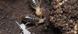 Deux termites ouvriers et une larve dans les galeries d'une termitière.
