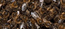 Des abeilles domestiques Apis mellifera sont photographiées de dessus pendant qu'elles font la grappe ou la barbe pour refroidir la ruche.