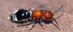 Une fourmi de velour, rouge avec un abdomen noir et blanc, de la famille des Mutillidae. Il ne s'agit pas vraiment d'une fourmi malgré le nom mais d'une guêpe sans aile.