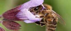 Une abeille domestique, Apis mellifera, dans une fleur de sauge de couleur violette et mauve, vue de côté.