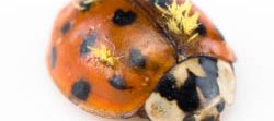 Une coccinelle rouge à points noirs porte un champignon parasite jaune (laboulbeniales).