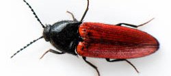 Un insecte rouge et noir vu de dessus en macro sur fond blanc. Il s'agit d'un taupin ou scrabée cliqueur.