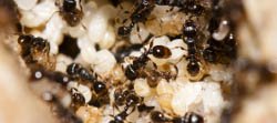 Une fourmilière de fourmis noires des pavés (Tetramorium) avec des fourmis prenant soin de leurs larves et pupes.