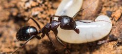 Une grande fourmi marron et brune de l'espèce Campoots sylvaticus porte une larve.