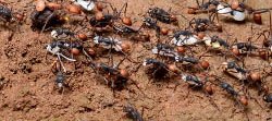 Des fourmis légionnaires Eciton transportent des nymphes et larves. Ces fourmis ont un seul oeil et sont presque aveugles.