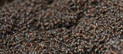 Un grand nombre de fourmis des bois se réchauffe au soleil au dessus de la fourmilière.