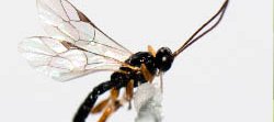 Une guêpe au corps noir avec des pattes oranges et des ailes transparentes, épinglée dans une collection entomologique, vue de profil sur fond gris. Cette guêpe est parasite d'araignée et appartient à la sous-famille de Pimplinae.