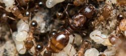 De petites fourmis brunes, Tetramorium semilaeve, vues dans leur fpurmilière avec des larves et nymphes.