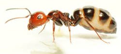 Brachylecithum mosquensis, une fourmi de l'espèce Camponotus lateralis avec un abdomen distendu en raison de la présence d'un parasite.