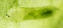 Une larve de mouche mineuse visible par transparence dans une feuille.