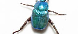 Un insecte coléoptère de la famille des scarabées, l'hoplie argentée ou hoplie bleue métallique.