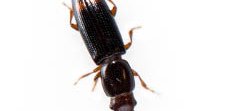 Rhizophagus bipustulatus, un petit coléoptère marron et noir.