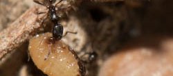 Une fourmi noire brillante tirant de la nourriture sur des pierres. Cardiocondyla elegans.