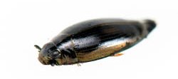 Un insecte coléoptère aquatique noir flotte à la surface de l'eau, il s'agit d'un gyrin.