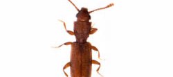 Un insecte marron vu de dessus. Il s'agit d'un coléoptère de forme allongé, le sylvain à une dent Silvanus unidentatus.