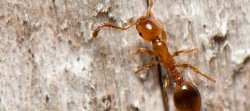 Petite fourmi orange et brune parasite de Formica.