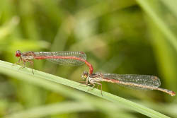 Deux Cériagrions délicats s'accouplent. Ce sont des demoiselles, proches de libellules, chez qui le mâle est rouge et la femelle blanche ou rose.
