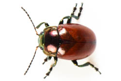 Une chrysomèle polie Chrysolina polita vue de dessus, il s'agit d'un coléoptère brun orangé avec une cuticule luisante lisse et brillante légèrement métallique et à la tête verte.