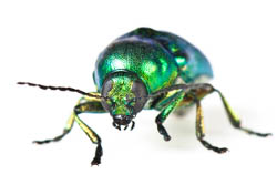 Une Chrysomèle verte à tête cachée, ce coléoptère est vert iridescent avec des élytres et une cuticule ou "carapace" brillante.