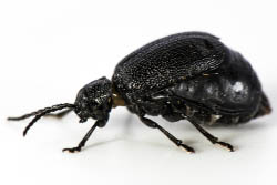 Femelle galéruque noire, proche des méloés, vu sur fond blanc de profil.