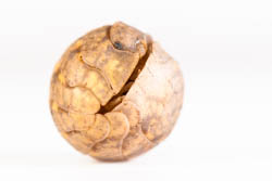 Helleria brevicornis, un grand cloporte (Isopode) présent en France en Corse, vu de profil enroulé sur fond blanc.