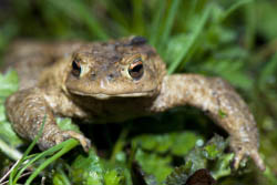 Gros plan sur un crapaud commun Bufo bufo dans l'herbe, vu de face.