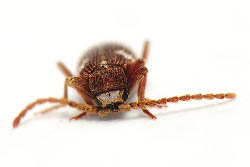 Petit coléoptère orange allongé avec des taches blanches et de longues antennes, photo macro de l'insecte vu de face sur fond blanc.