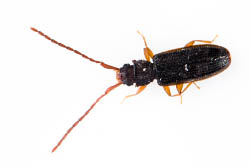 Uleiota planatus, un coléoptère plat vivant dans le bois sous l'écorce
