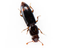 Rhizophagus bipustulatus, un petit coléoptère marron et noir.