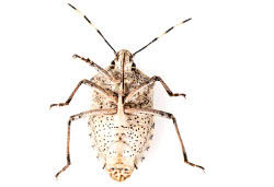 Certaines punaises produisent de mauvaises odeurs, comme cette punaise vertr vue de dessous avec son ventre blanc à points noirs.