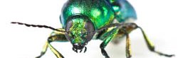 Une Chrysomèle verte à tête cachée, ce coléoptère est vert iridescent avec des élytres et une cuticule ou "carapace" brillante.