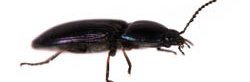 Un insecte de l'ordre des coléoptères, le taupin, de couleur noir iridescent violet et bleu vu de profil sur fond blanc.