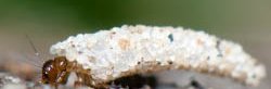 Une larve d'insecte porte-bois terrestre, aussi appelé phrygane terrestre ou trichoptère, de l'ordre Trychoptera, marche sur le sol.d'une forêt.