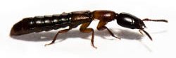 Un petit insecte noir et rouge de l'ordre des coléoptères de la famille des staphylins, vu de profil sur fond blanc.