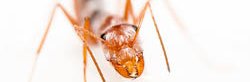Une fourmi argentée du Sahara, Cataglyphis bombycina, vue de face avec son corps orange recouvert de poils argentés.