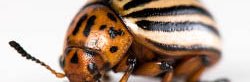Un doryphore de la pomme de terre avec un corps blanc avec des rayures noires et un thorax et une tête oranges à points noirs, vue de profil sur fond blanc. Cet insecte coléoptère de la famille des chrysomèles mangent les patates.