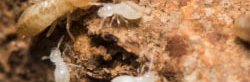 Un termite soldat entouré de larves dans sa termitière.