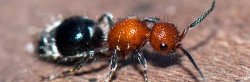 Une fourmi de velour, rouge avec un abdomen noir et blanc, de la famille des Mutillidae. Il ne s'agit pas vraiment d'une fourmi malgré le nom mais d'une guêpe sans aile.