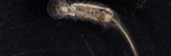 Une larve à queue de rat aquatique, larve de mouche de la famille des syrphes (Eristalis), blanche avec un long appendice à l'arrière du corps, photo macro sur fond noir.