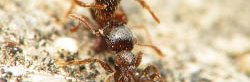 Une fourmi ouvrière du genre Tetramorium transporte une autre ouvrière morte hors de la fourmilière.