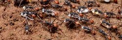 Des fourmis légionnaires Eciton transportent des nymphes et larves. Ces fourmis ont un seul oeil et sont presque aveugles.