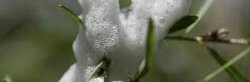 Bave blanche sur une tige de plante, tout autour de la plante et de ses feuilles, fait de nombreuses petites bulles.