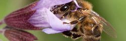 Une abeille domestique, Apis mellifera, dans une fleur de sauge de couleur violette et mauve, vue de côté.