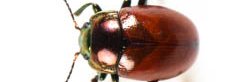 Une chrysomèle polie Chrysolina polita vue de dessus, il s'agit d'un coléoptère brun orangé avec une cuticule luisante lisse et brillante légèrement métallique et à la tête verte.